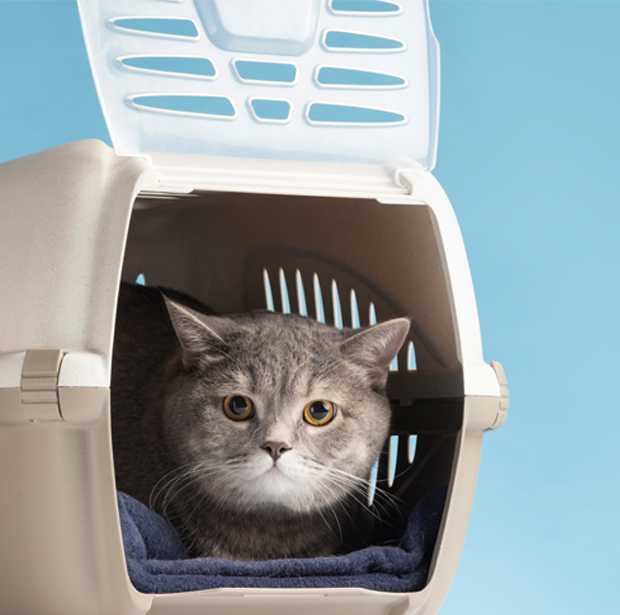 transportadoras para gato | jaulas | petygo