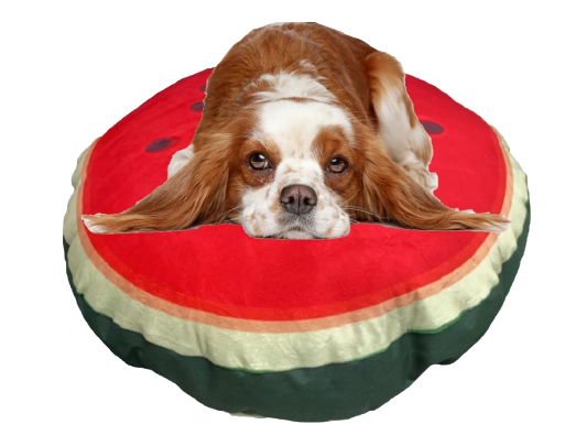 camas para mascotas | camas para perros | cama antiestres perros | cama para gatos | roommie pets | petygo