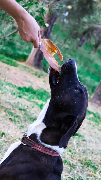 petygo | snacks naturales para perros | premios para perros | snacks naturales para gatos | premios para gatos | dieta barf para perros | mejores alimentos para perros | bark bark food