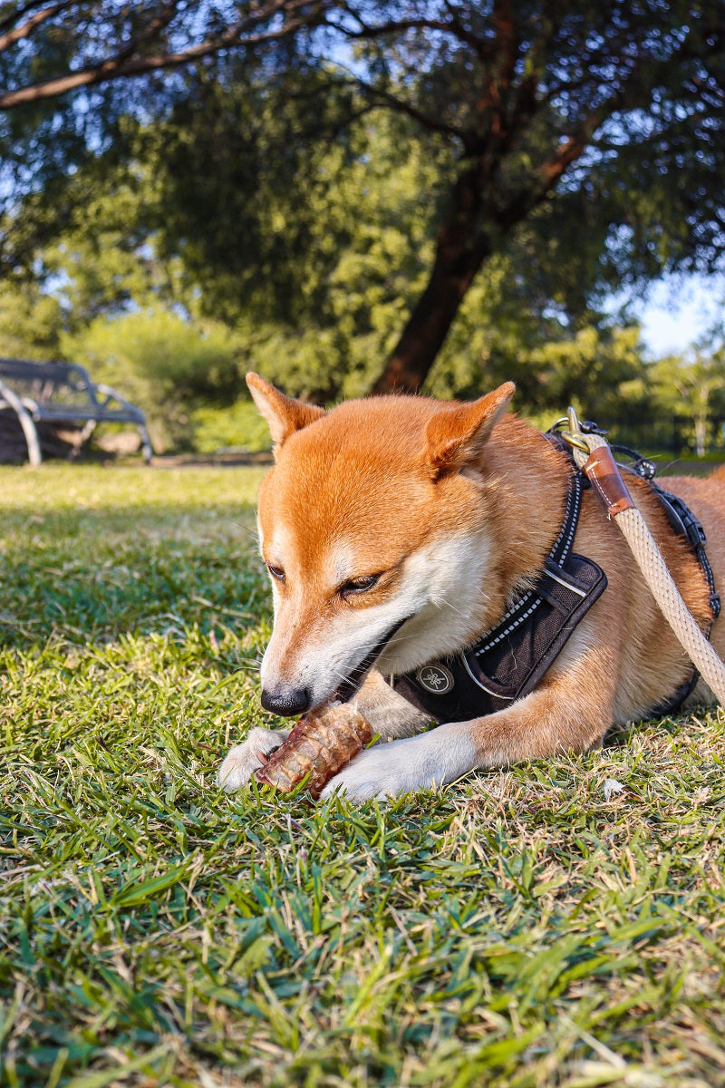 petygo | snacks naturales para perros | premios para perros | snacks naturales para gatos | premios para gatos | dieta barf para perros | mejores alimentos para perros | bark bark food